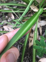 Chlorophytum comosum
