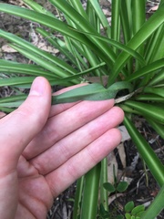 Chlorophytum comosum