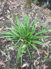 Chlorophytum comosum
