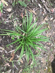 Chlorophytum comosum