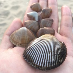 Anadara kagoshimensis