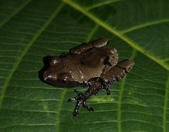 Theloderma licin