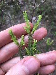 Melaleuca diosmatifolia