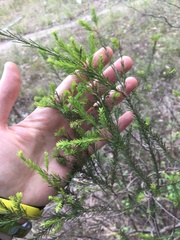 Melaleuca diosmatifolia