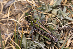 Phlibostroma quadrimaculatum