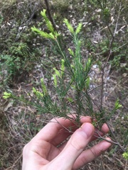 Melaleuca diosmatifolia