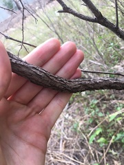 Melaleuca diosmatifolia