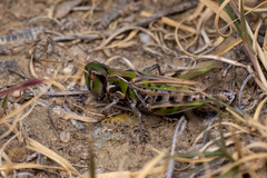 Phlibostroma quadrimaculatum