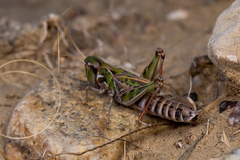 Phlibostroma quadrimaculatum