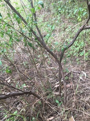 Melaleuca diosmatifolia