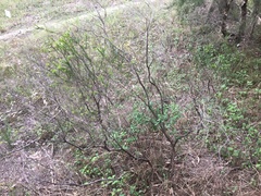 Melaleuca diosmatifolia