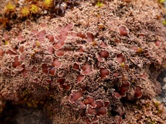 Protopannaria pezizoides