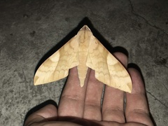 Clanis bilineata tsingtauica