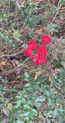 Rosa