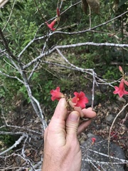 Brachychiton bidwillii
