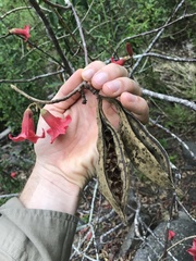 Brachychiton bidwillii