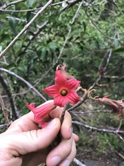 Brachychiton bidwillii