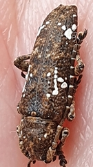 Apomecyna quadrisignata