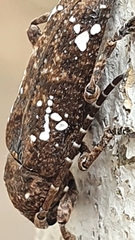 Apomecyna quadrisignata