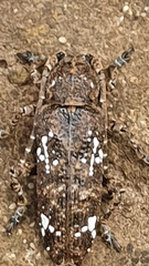 Apomecyna quadrisignata