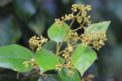 Parsonsia fulva