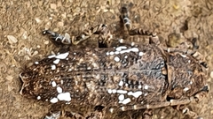 Apomecyna quadrisignata