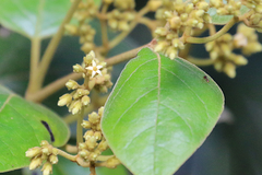 Parsonsia fulva