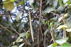 Parsonsia fulva