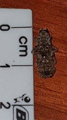 Apomecyna quadrisignata