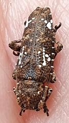 Apomecyna quadrisignata