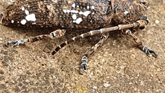 Apomecyna quadrisignata