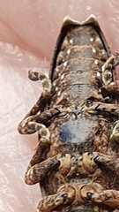 Apomecyna quadrisignata