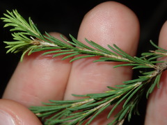 Melaleuca diosmatifolia
