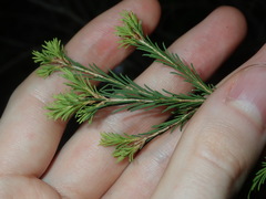 Melaleuca diosmatifolia