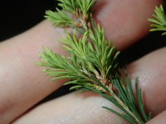 Melaleuca diosmatifolia