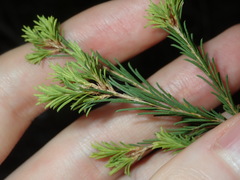 Melaleuca diosmatifolia