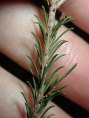 Melaleuca diosmatifolia