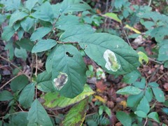 Leucanthiza dircella