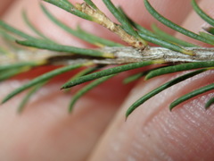 Melaleuca diosmatifolia