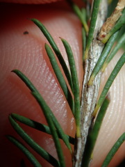 Melaleuca diosmatifolia