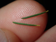 Melaleuca diosmatifolia