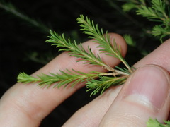 Melaleuca diosmatifolia