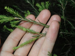 Melaleuca diosmatifolia