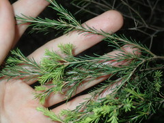 Melaleuca diosmatifolia