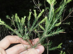 Melaleuca diosmatifolia