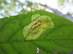 Leucanthiza dircella