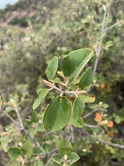 Androstachys johnsonii