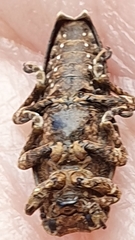 Apomecyna quadrisignata