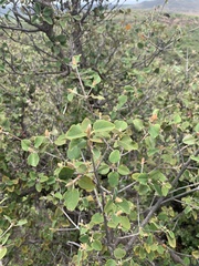 Androstachys johnsonii