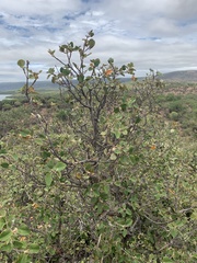 Androstachys johnsonii